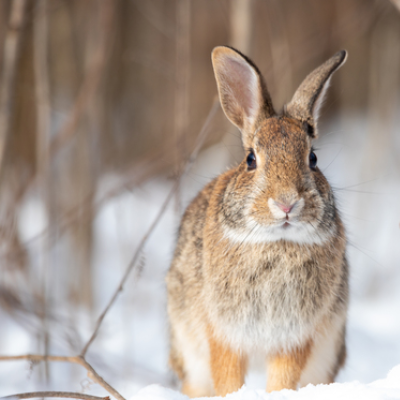 Wildlife